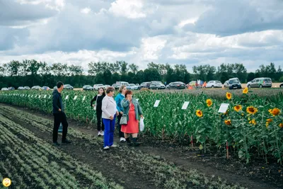 Лавандовые поля в Украине: ТОП-7 мест, которые необходимо посетить — Блог о  турах по Украине