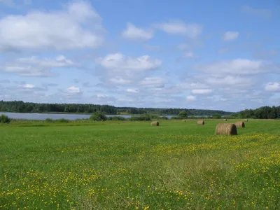 File:Вид с поля на реку Волнушка.jpg - Wikimedia Commons