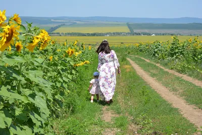 День поля - 2023 | Министерство сельского хозяйства Чувашской Республики