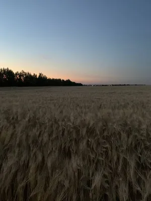 Пшеничные поля в Ярославле