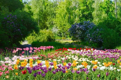 Фон поляна с цветами (80 фото)
