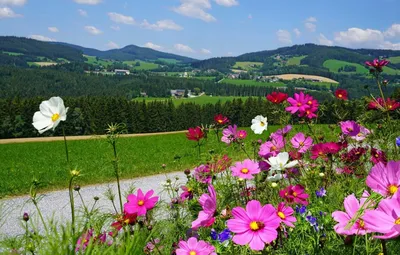 Красивая поляна с цветами - 73 фото