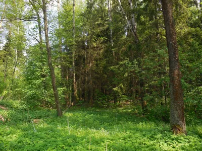 File:Поляна в лесу..JPG - Wikimedia Commons