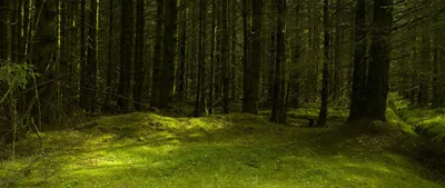 Поляна в лесу (79 фото)