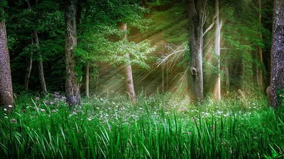 Картинка Зеленая поляна в лесу » Лес картинки скачать бесплатно (224 фото)  - Картинки 24 » Картинки 24 - скачать картинки бесплатно
