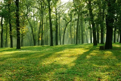 File:Поляна в лесу (Clearing in the wood) - panoramio.jpg - Wikimedia  Commons