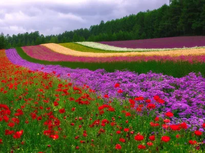 Цветочная поляна картинки - 74 фото