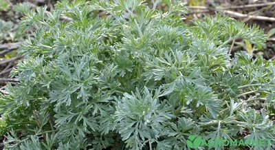 Полынь лимонная (Artemisia balchanorum), трава, Крым (5 мл) - 100%  натуральное эфирное масло