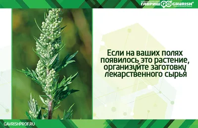 Полынь горькая трава КЛС 50г купить в Москве по цене от 94 рублей