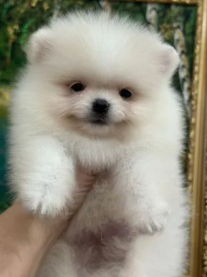 Royal Canin Pomeranian Adult сухой корм для собак породы померанский шпиц в  возрасте от 8 месяцев - 500 г - купить в Москве | КотМатрос