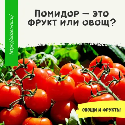 Дополнительный помидор - купить по выгодной цене | Бургер Клаб Доставка