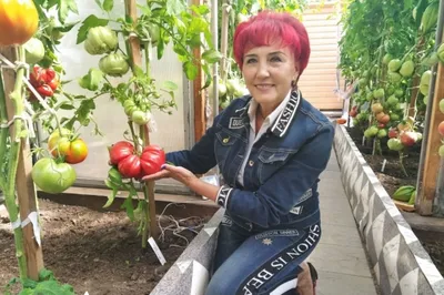 Спроси у бабушки: закручиваем помидоры, чтобы зимой готовить любимый помидор-юмурта  - Umico Live