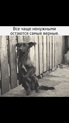 Волонтерское движение в помощь бездомным животным - МКУК ЦБС города  Челябинска