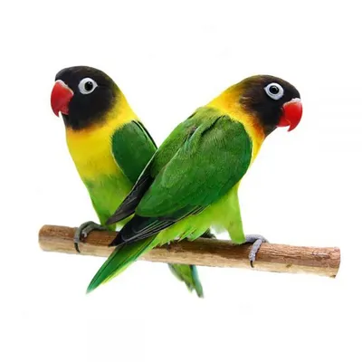 Пара попугаев-неразлучников, зелёно-…» — создано в Шедевруме