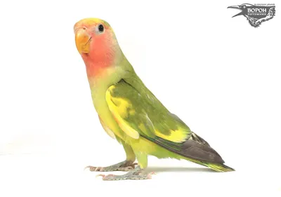 Попугай Неразлучник Розовощекий зеленый купить в интернет-магазине AQUA-SHOP
