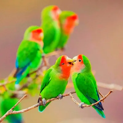 lovebird parrot how to determine gender - YouTube