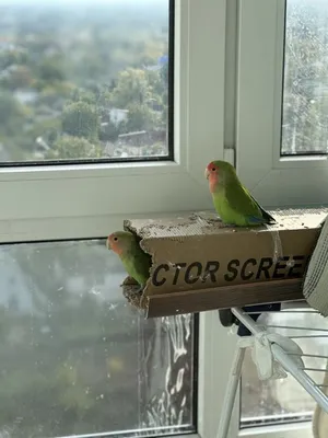 Приручаем попугая неразлучника - Интернет-зоомагазин Korm