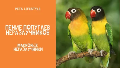 Корм для неразлучников, корелл и других средних попугаев комплексный  PADOVAN GRANDMIX Parrocchetti (850 г) - купить с доставкой по выгодным  ценам в интернет-магазине OZON (548996995)
