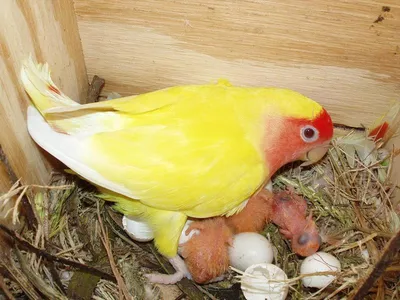 Избушка под Ирбитом стала роддомом для попугаев: Экономика: Облгазета