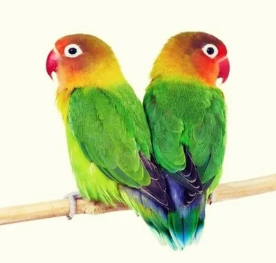 Когда купил парочку попугаев-неразлучников ... | Пикабу