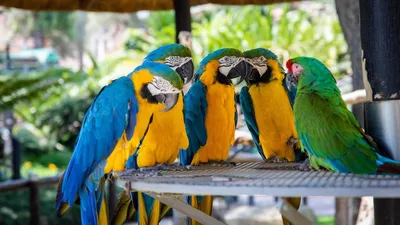 RIO Корм для средних попугаев. Основной рацион