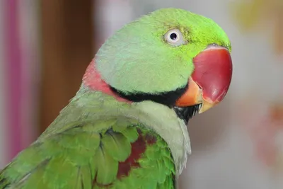 Обучение попугаев: как научить попугая говорить, выполнять команды и т.д. -  Зоомагазин MasterZoo