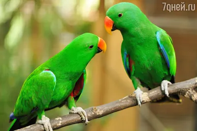Попугаев много не бывает: что важно знать перед тем, как завести пернатого  друга