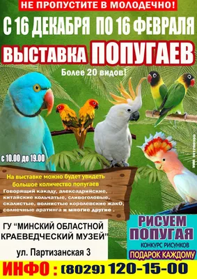 Имена для попугаев мальчиков и девочек — Смешные и веселые