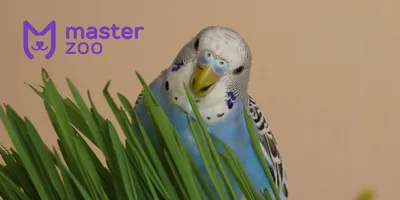 Имена для попугаев - Зоомагазин MasterZoo