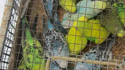 Основы питания волнистых попугаев