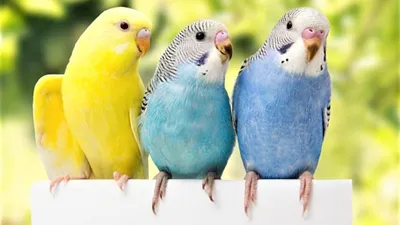 Виды попугаев. Описания, названия и особенности попугаев | мир животных |  Дзен
