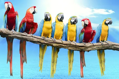 Есть много видов попугаев стоковое фото. изображение насчитывающей перо -  197669808