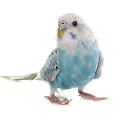 Британских попугаев отправили на перевоспитание за нецензурные крики — Сноб