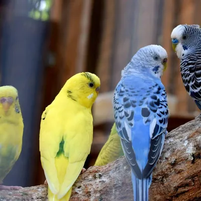 Корм для попугаев волнистых, Чика, 500 гр - купить с доставкой по выгодным  ценам в интернет-магазине OZON (367047001)