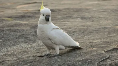 Попугай какаду заливается злобным ведьминским смехом, от которого мурашки  по коже – видео