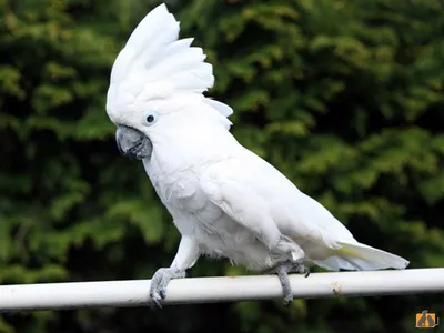 Moluccan попугай какаду стоковое изображение. изображение насчитывающей  усаживаться - 95099751