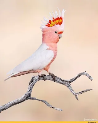 Vetastar - Настало время пернатых🕊🐔🐧 Сегодня к нам прилетел попугай  Какаду🐦 Мало кто откажется приобрести себе в дом 🏠невероятно красивую,  умную и «болтливую» птицу. 🐦Попугай Какаду – это довольно крупная птица с