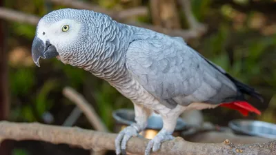Попугай жако: описание, виды, содержание и уход, фото, цены
