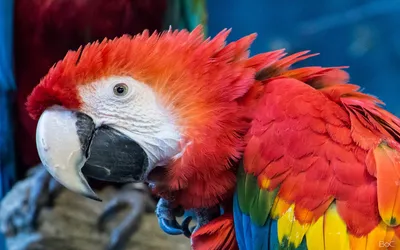В Австралии попугаи какаду учат друг друга открывать мусорники, чтобы  добыть еду — исследование