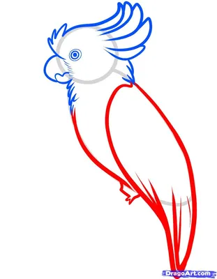 Белый попугай какаду фотография Stock | Adobe Stock