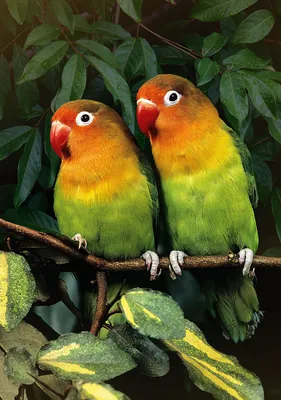 Можно ли держать попугая неразлучника одного? | ВКонтакте