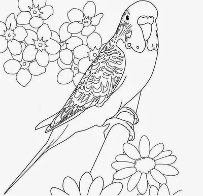 Волнистый попугай раскраска для детей - 39 фото