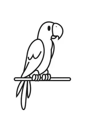 Раскраски Волнистый попугай - распечатать в формате А4