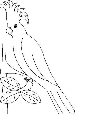 Раскраски попугай, Страница:8.