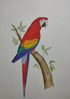 Раскраска природа попугай. раскраски природа попугай раскраска. Разукрашки.
