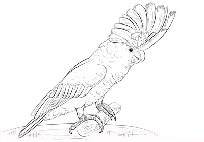 Рисунки попугаев для срисовки - 60 фото