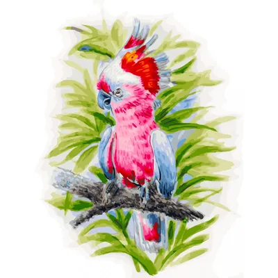 Забавный попугай раскраска - распечатать бесплатно или скачать