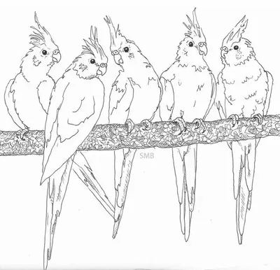 Попугай Тропическая птица также вектор иллюстрации притяжки Corel Книжка- раскраска для взрослых и более старых детей Страница рас Иллюстрация  вектора - иллюстрации насчитывающей муха, бобра: 94221289
