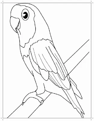 Раскраска Попугай с фруктами | Раскраски птицы для детей распечатать,  скачать