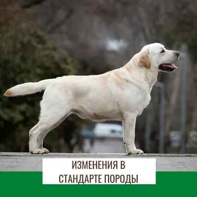 🐶 Лабрадор-ретривер - Информация о породе собаки, Фото, Уход, История -  Fello.pet